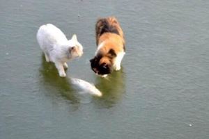 貓咪到湖邊去抓漁，沒想到湖面已經凍成冰了，貓咪：這一定是在逗我！