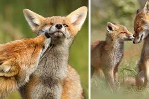 11張顛覆大家對狐狸只有狡猾奸詐印象的「野生狐狸曬恩愛」浪漫瞬間照片！