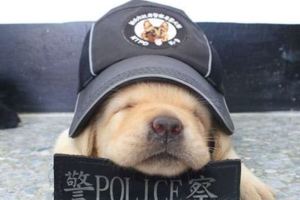 台灣小小警犬生力軍滿月了！愛睏模樣超萌，國外媒體搶報導