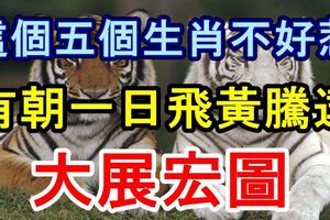 這個五個生肖不好惹，有朝一日飛黃騰達，大展宏圖！