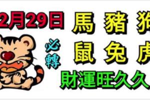 12月29日生肖運勢_馬、豬、狗大吉