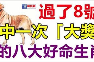 1月8日生肖運勢_龍、猴、牛大吉