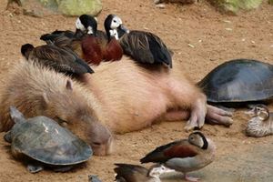 35張證明「水豚就是動物界的萬人迷」照片，第13張真的會把大家萌到翻來翻去！