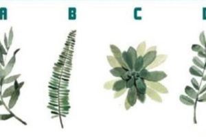 心理測試：四種植物，哪個最綠？測你這一生你能得到多少愛