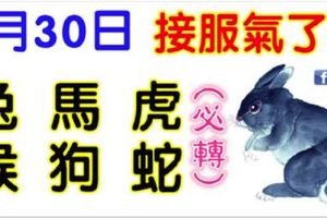1月30日生肖運勢_兔、馬、虎大吉