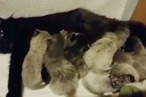 黑貓媽生了7隻銀色小貓，兩周後大變樣，竟是虎斑紋的