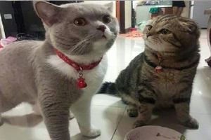 貓咪把碗裡的糧吃完後，另一隻貓委屈的看著它：良心不會痛嗎？&為什麼貓咪喜歡抱著主人的手輕咬？