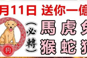 2月11日生肖運勢_馬、虎、兔大吉