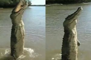 沒見過這麼厲害的鱷魚，直立遊走半分鐘，遊客難以置信