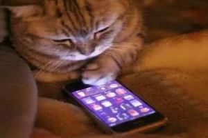 貓咪玩鏟屎官的手機，差點碎屏了&為什麼養貓之後會變得有錢