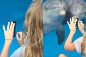 美國女孩用「這招」成功召喚海豚附影片