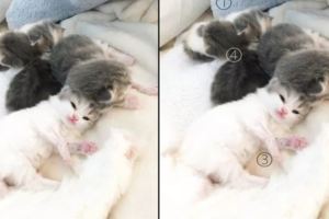 貓媽剛生了一窩5隻小貓，數來數去都少一個……