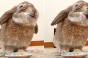 當小兔兔嘗了一口香蕉的味道以後，就給香蕉跪了！好好次好好次~