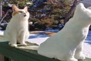 下雪時主人堆了一個雪貓，家裡的貓咪不淡定了，忍不住笑噴！