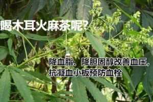 血管堵住了，用一杯茶，徹底降壓、降脂、清理血管垃圾