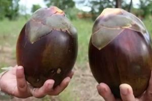 印尼水果攤發現的「鑽石水果」,只能吃中間的肉，口感和果凍一樣