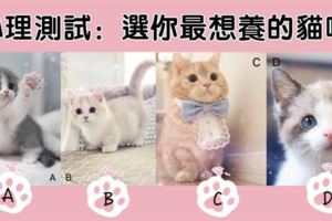 心理測驗：選你最想養的貓咪，測出別人眼中的你！