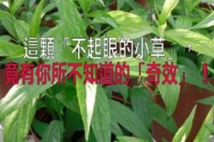 這顆「不起眼的小草」，竟有你所不知道的「奇效」！