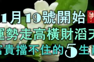 11月19號開始，運勢走高，橫財滔天，富貴擋不住的5大生肖！