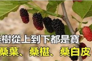 桑樹從上到下都是寶（桑葉、桑椹、桑白皮），你一定要知道！