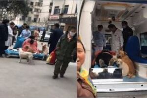 女主人要生了，四條狗狗緊跟上急救車，怎麼攆都不下來，醫生：我要坐那裡！