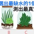 超准心理測試：4盆花選出最缺水的1個，測出最真實的你！