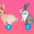 你覺得四隻兔子哪個最聰明，測會不會有人暗傷你？你是不是抗壓高手