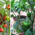 陽台養盆小辣椒，邊吃邊摘，一個小秘訣，產量多三倍根本不用買，紅紅綠綠還好看！