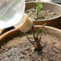 盆栽土壤發硬不疏鬆，這幾種肥料你用了嗎？
