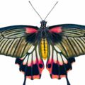 心理測試：選一隻喜歡的蝴蝶，測另一半對你的忠誠度有多高？ 