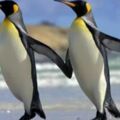 心理測試：4對企鵝哪一對最快樂，測你們會為愛走在一起嗎