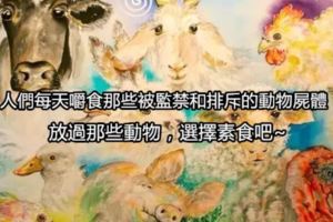 人們每天嚼食那些被監禁和排斥的動物屍體，放過那些動物，選擇素食吧~