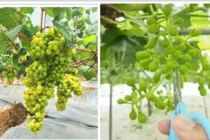 種植過程，分享給大家，種好陽光玫瑰葡萄看這一篇文章就夠了！