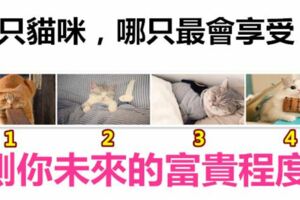 4隻貓咪，哪只最會享受？測你未來的富貴程度