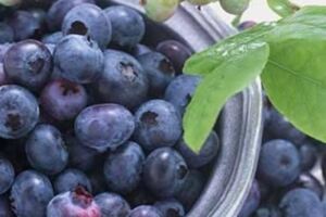 藍莓和青梅，哪種更適合春季吃？營養師：女性吃它對身體有好處