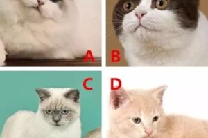 預測：四種貓你喜歡哪只？測你更吸引異性還是同性？