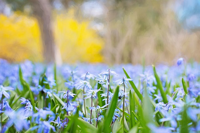 spring-flowers-741965_640.jpg