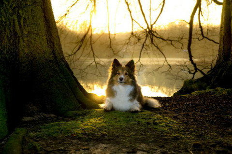 sheltie-1155731_640_meitu_42.jpg