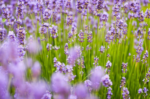 lavender-1128809_640_meitu_3.jpg