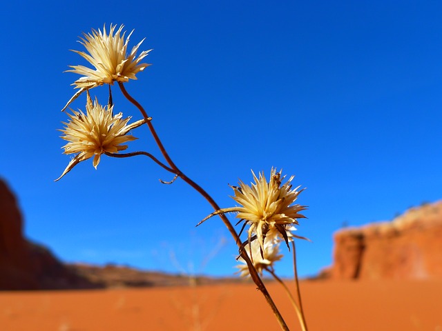 desert-82403_640.jpg