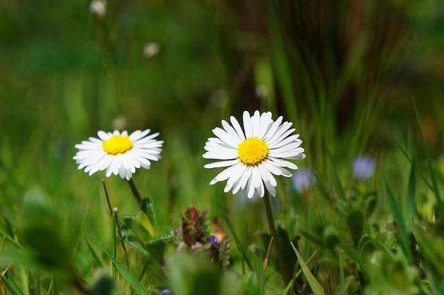 daisy-424893_640.jpg