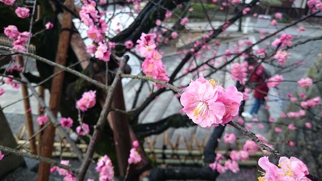cherry-blossoms-702377_640.jpg