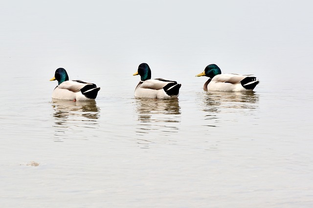 ducks-691058_640.jpg