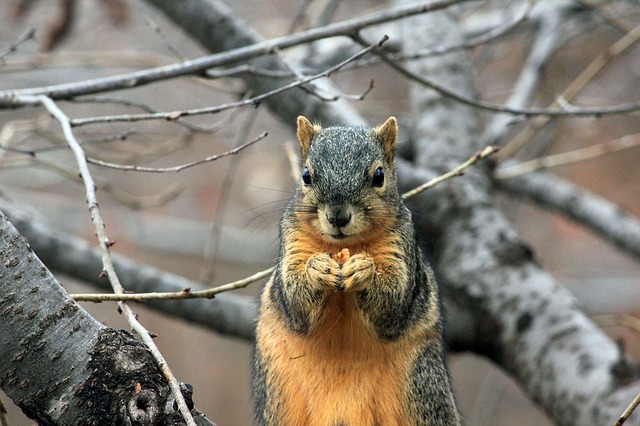 squirrel-241521_640.jpg