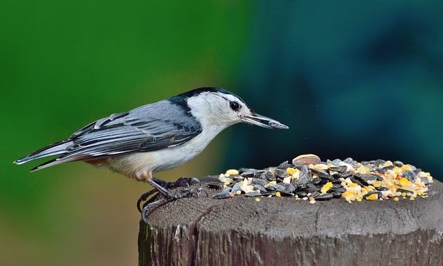 nuthatch-351395_640.jpg