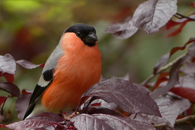 bullfinch-818188_640.jpg