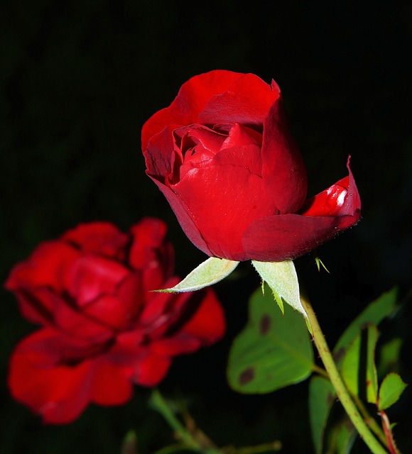 rose-419079_640.jpg