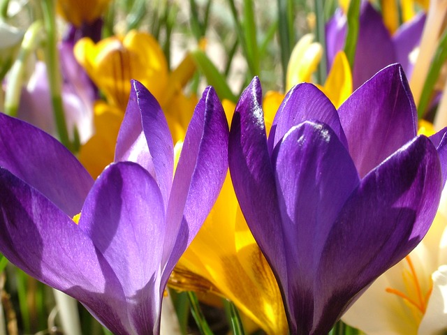 crocus-76852_640.jpg