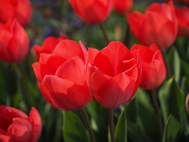 tulips-1117859_640.jpg