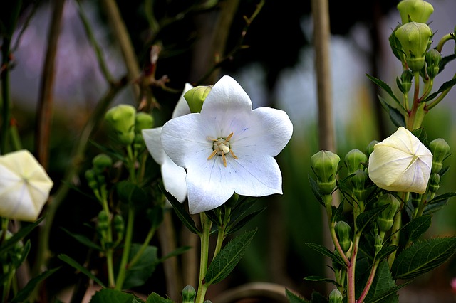 balloon-flower-1512832_640.jpg